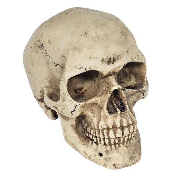 BIG Skull Shift Knob — Sturdy, Detailed, and One‑of‑a‑Kind