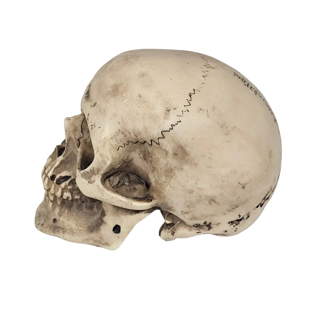 BIG Skull Shift Knob — Sturdy, Detailed, and One‑of‑a‑Kind