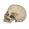 BIG Skull Shift Knob — Sturdy, Detailed, and One‑of‑a‑Kind