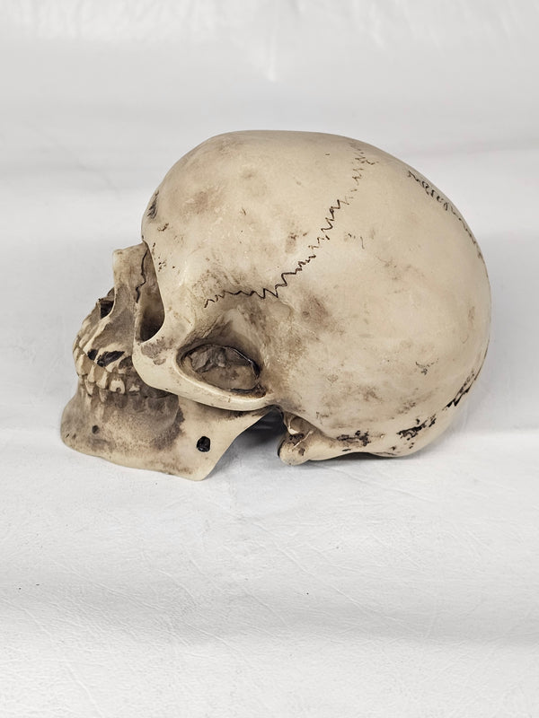 Skull Series
