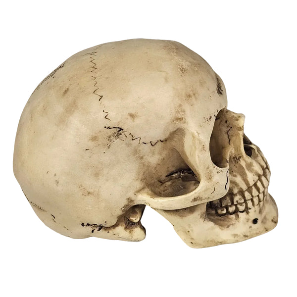 BIG Skull Shift Knob — Sturdy, Detailed, and One‑of‑a‑Kind
