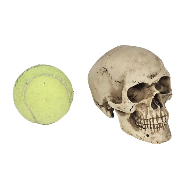 BIG Skull Shift Knob — Sturdy, Detailed, and One‑of‑a‑Kind